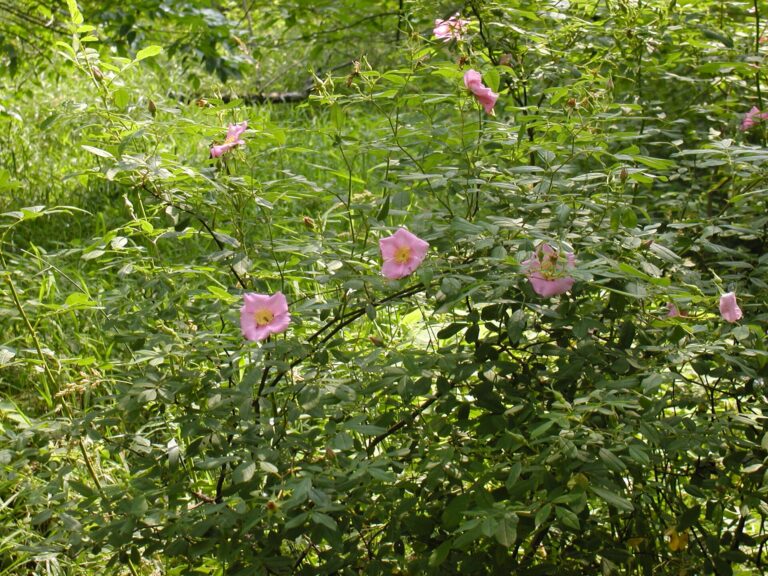 Růže bahenní Růže bahenní (Rosa palustris)