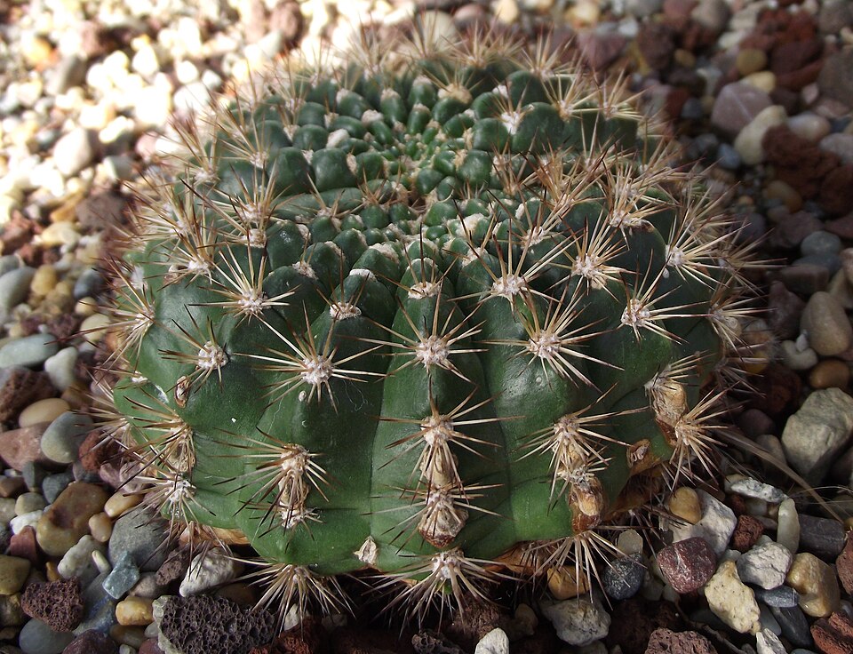 Echinopsis kermesina