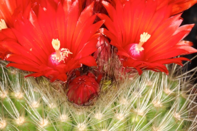 Parodia penicillata