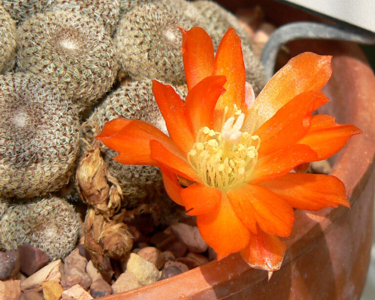 Rebutia heliosa (Rebutia heliosa)