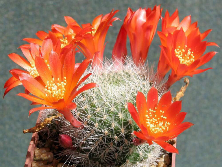 Rebutia senilis (Rebutia senilis)