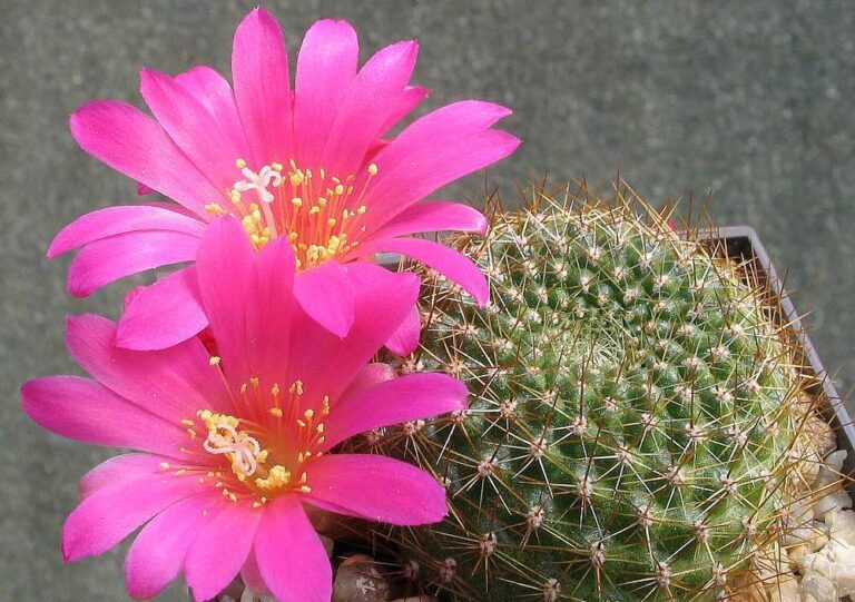 Rebutia violaciflora (Rebutia violaciflora)