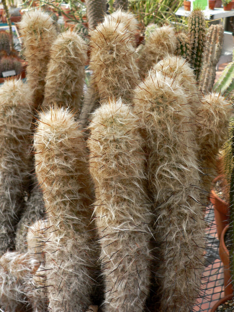 Oreocereus trollii (Oreocereus trollii)
