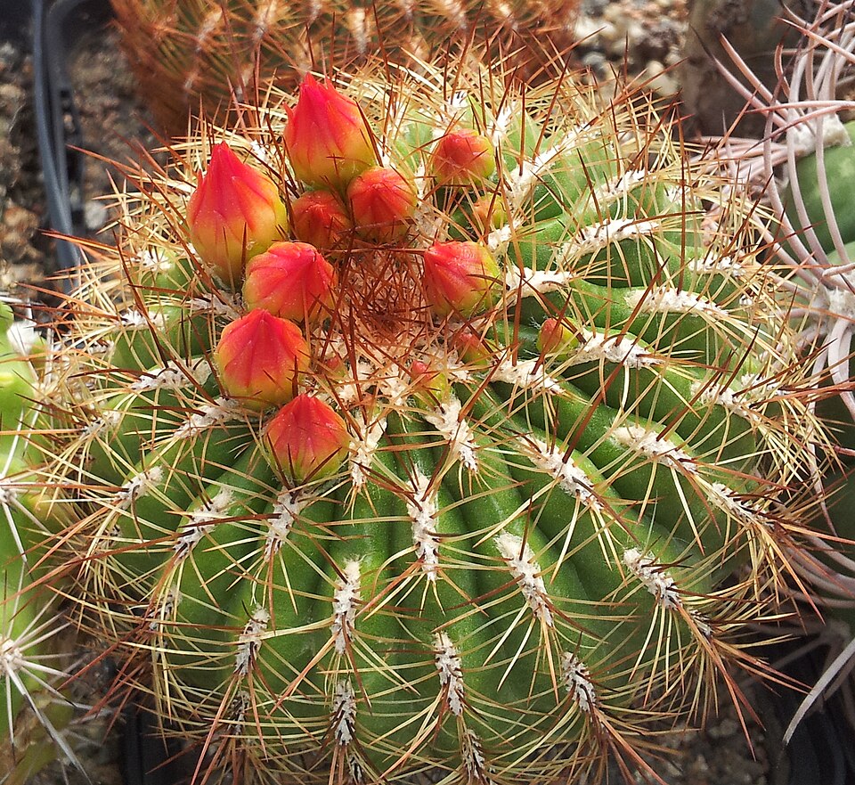 Oryoa peruviana