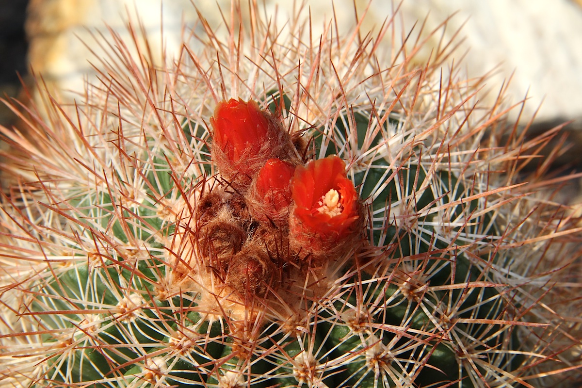 Parodia maassii