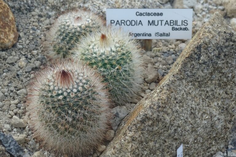 Parodia mutabilis