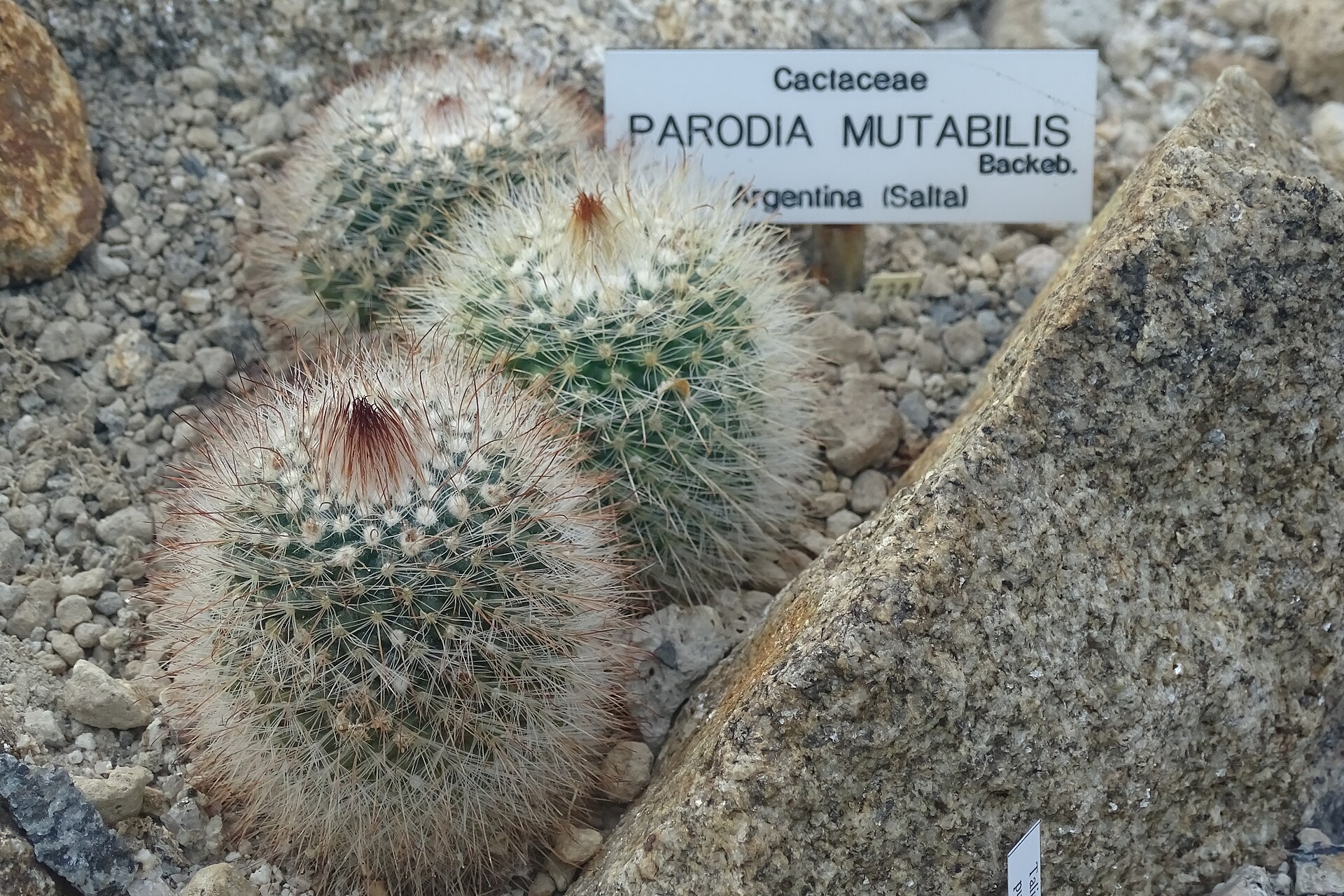 Parodia mutabilis