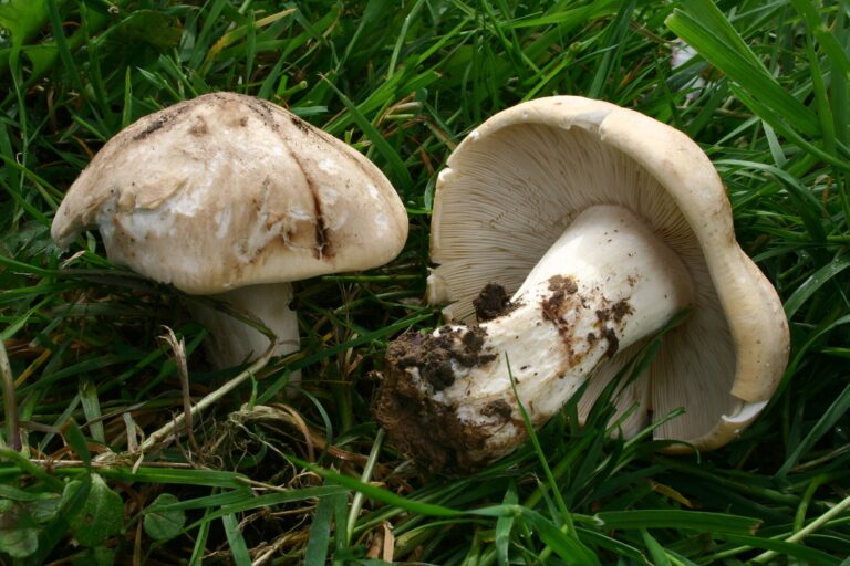 Čirůvka májovka (Calocybe gambosa)