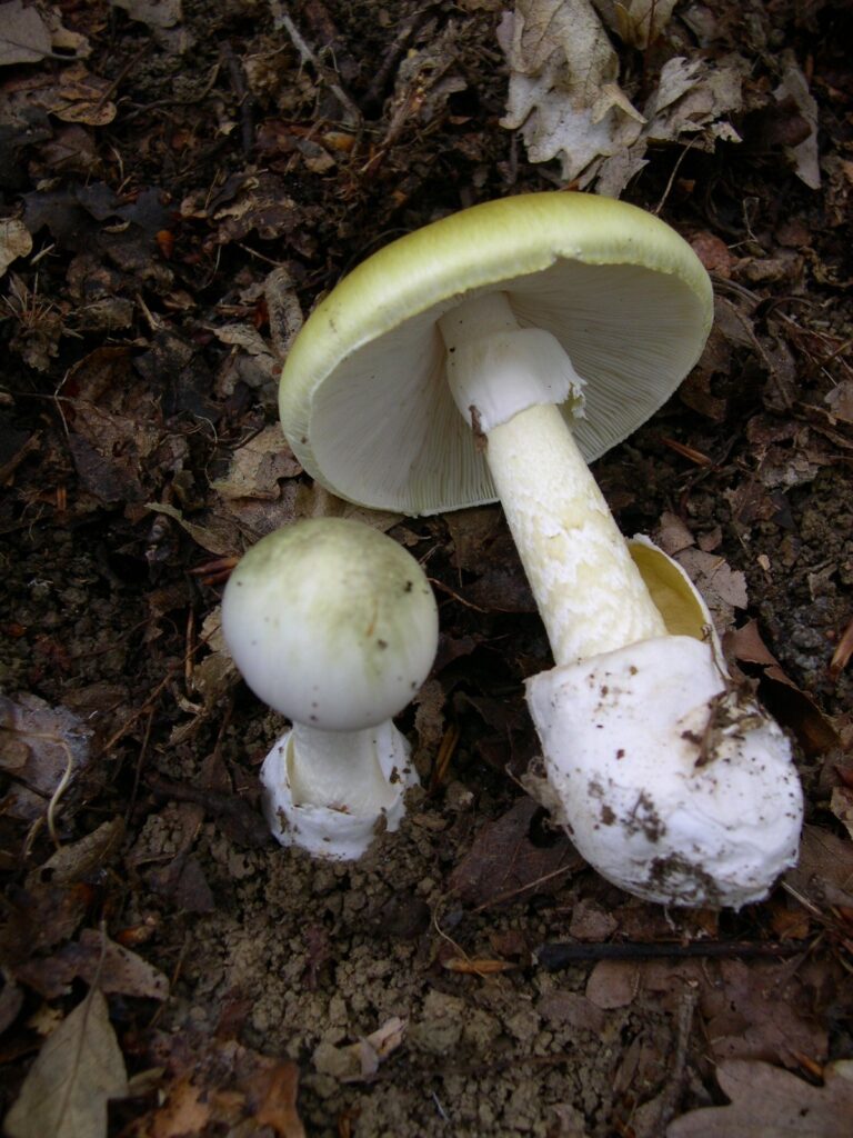 Muchomůrka zelená (Amanita phalloides)