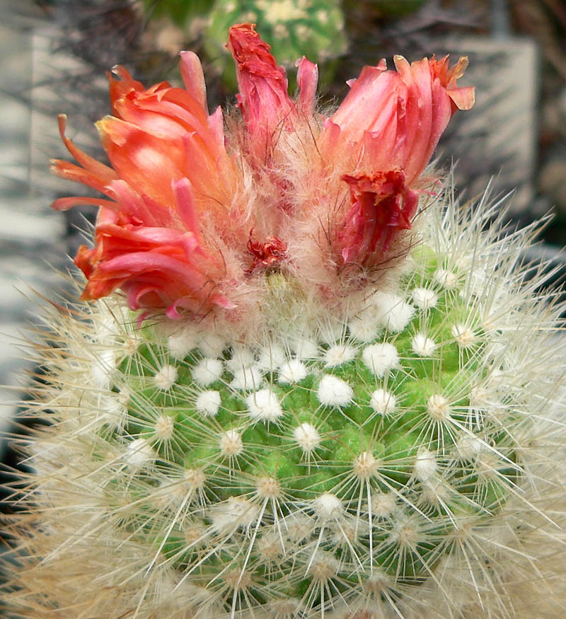Parodia nivosa