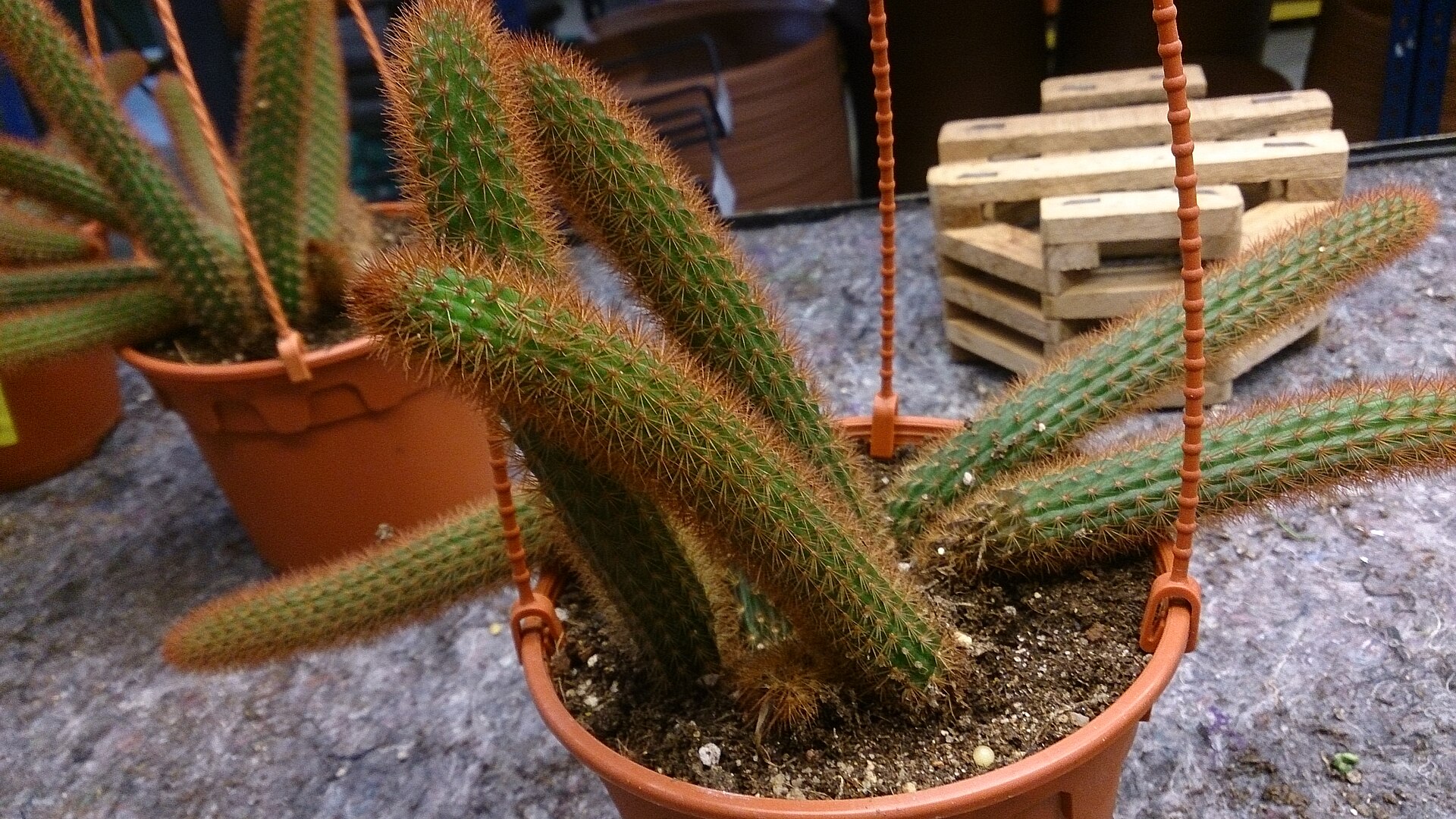 Aporocactus flagelliformis
