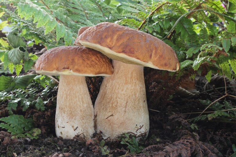 Hřib smrkový (Boletus edulis)