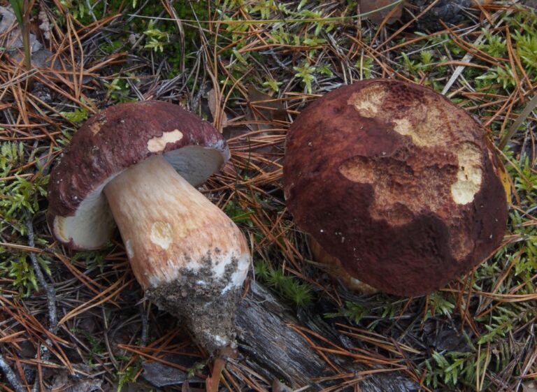 Hřib borový (Boletus pinophilus)