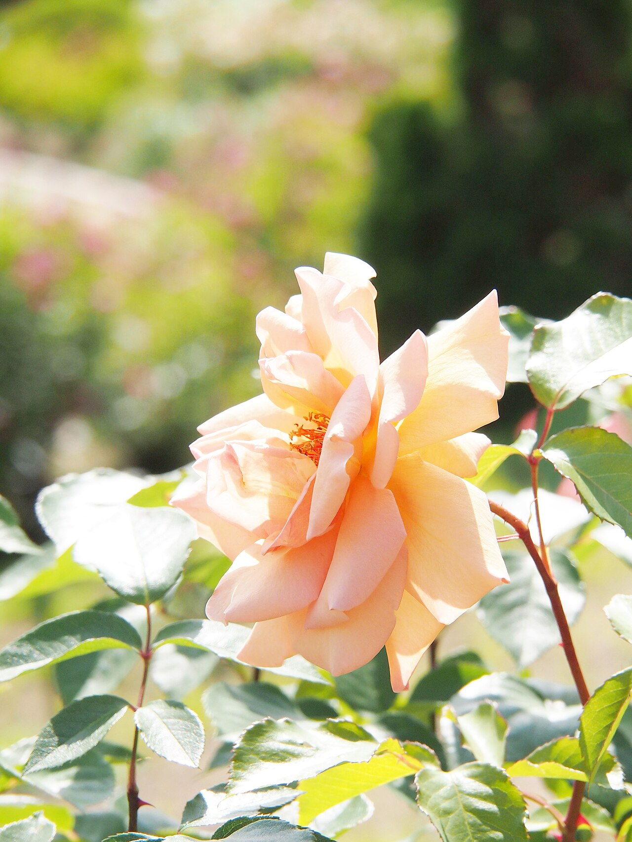 Růže čajová kultivar ´apricot silk´