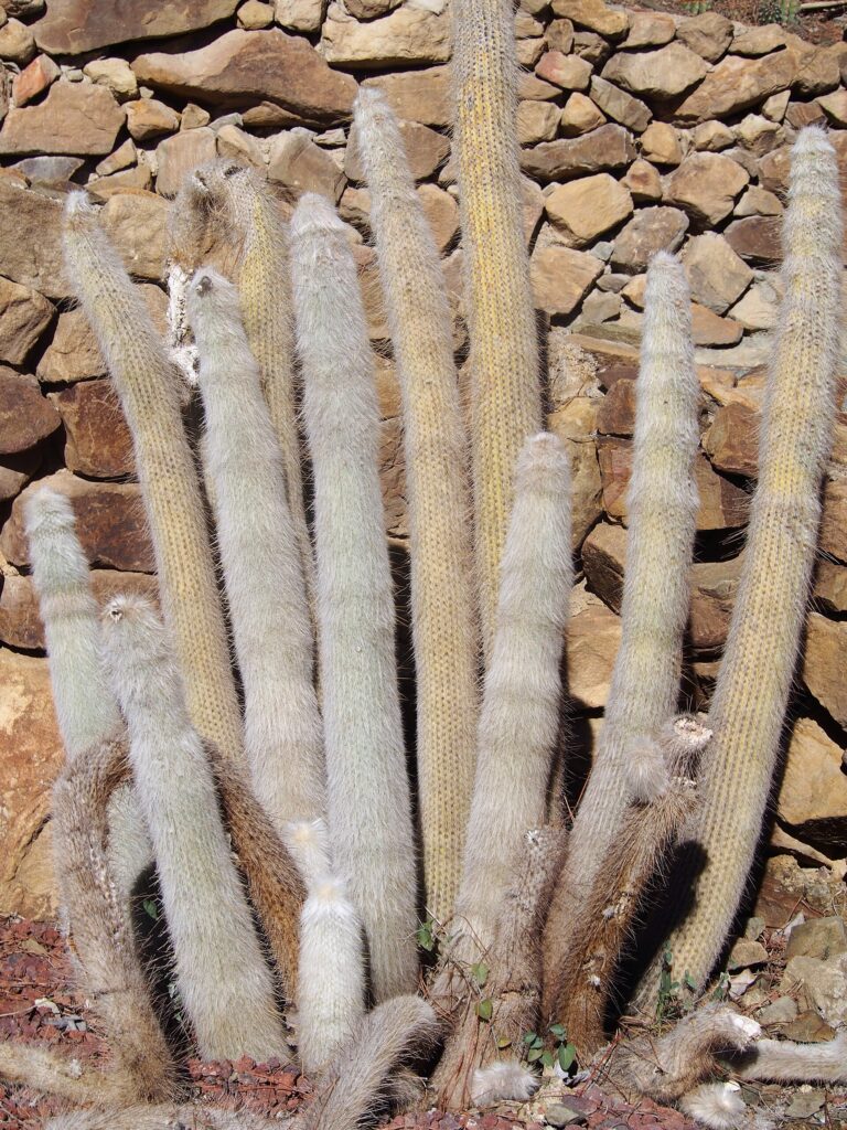 Cleistocactus strausii (Cleistocactus strausii)