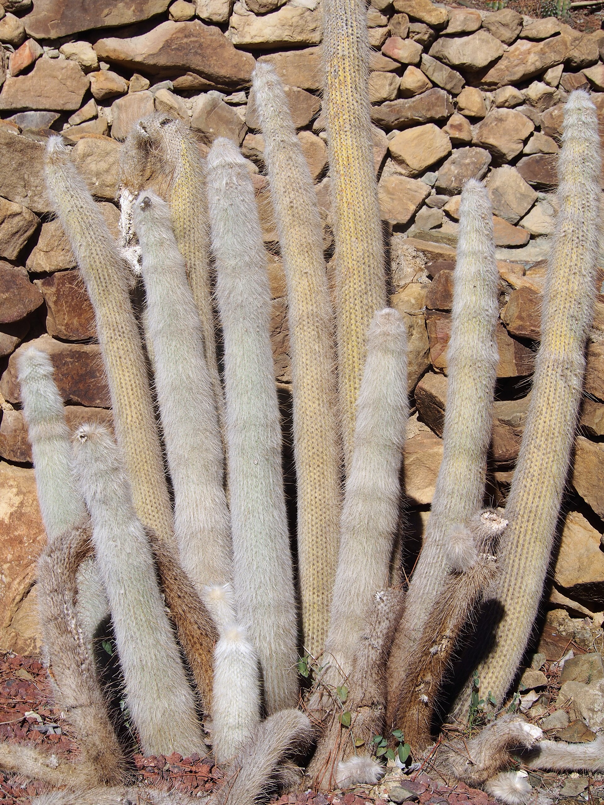 Cleistocactus strausii