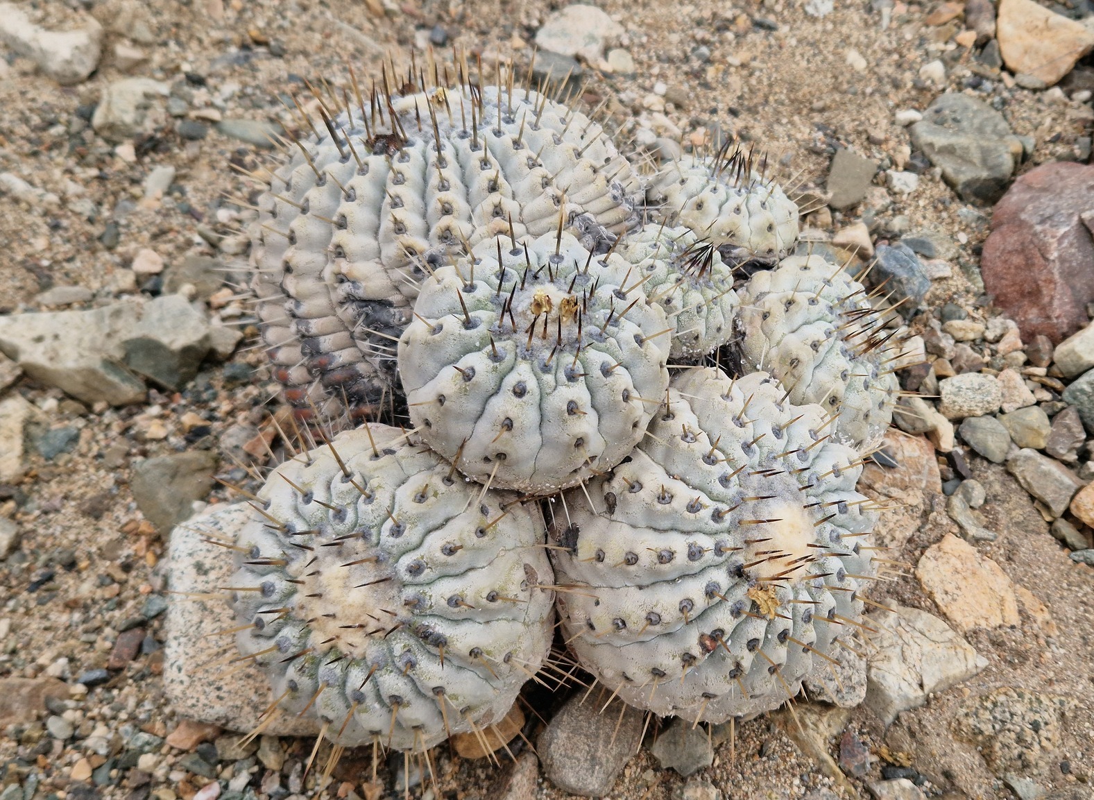 Copiapoa cinerea