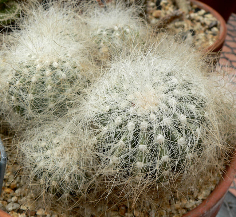 Copiapoa krainziana (Copiapoa krainziana)