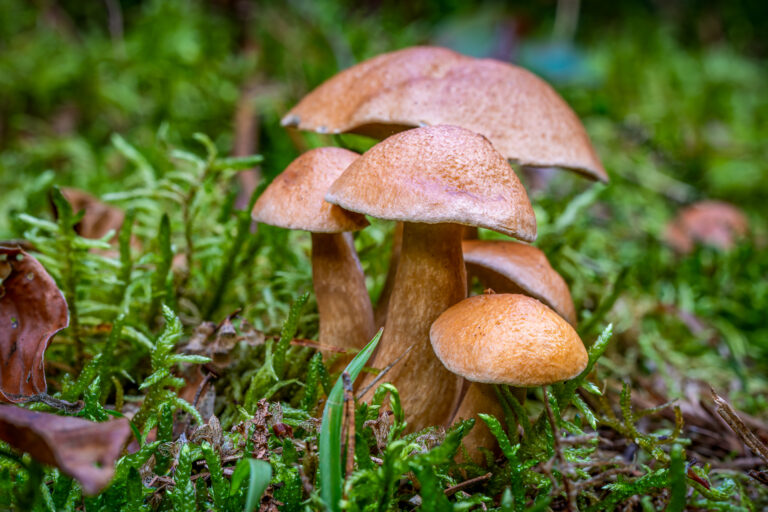 Klouzek kravský (Suillus bovinus)