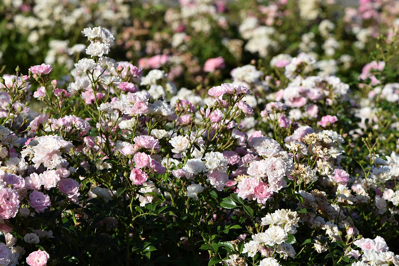 Růže zakrslá kultivar ´the fairy´
