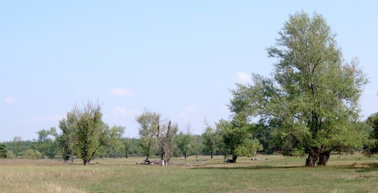 Topol černý (Populus nigra)