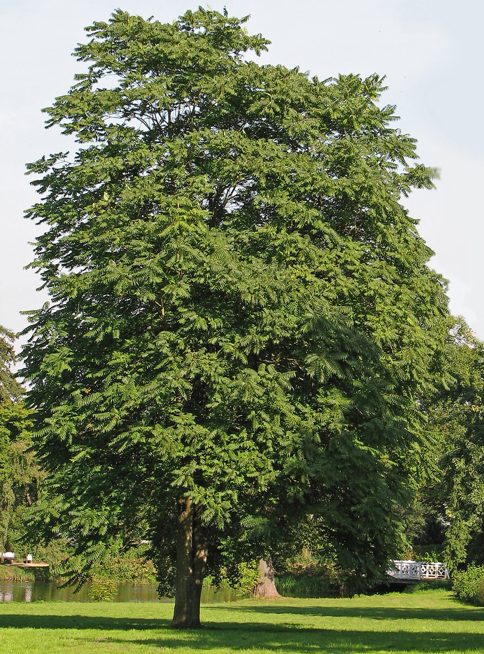 Pajasan žláznatý
