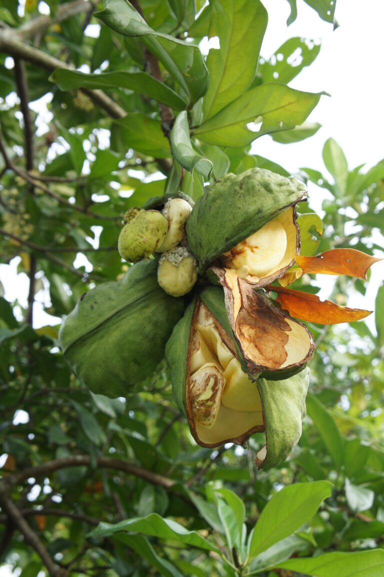 Kolovník lesklý Kolovník lesklý (Cola nitida)