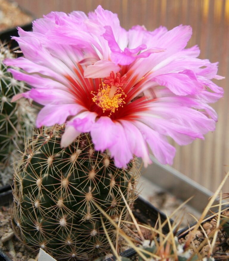Thelocactus bicolor Thelocactus bicolor (Thelocactus bicolor)