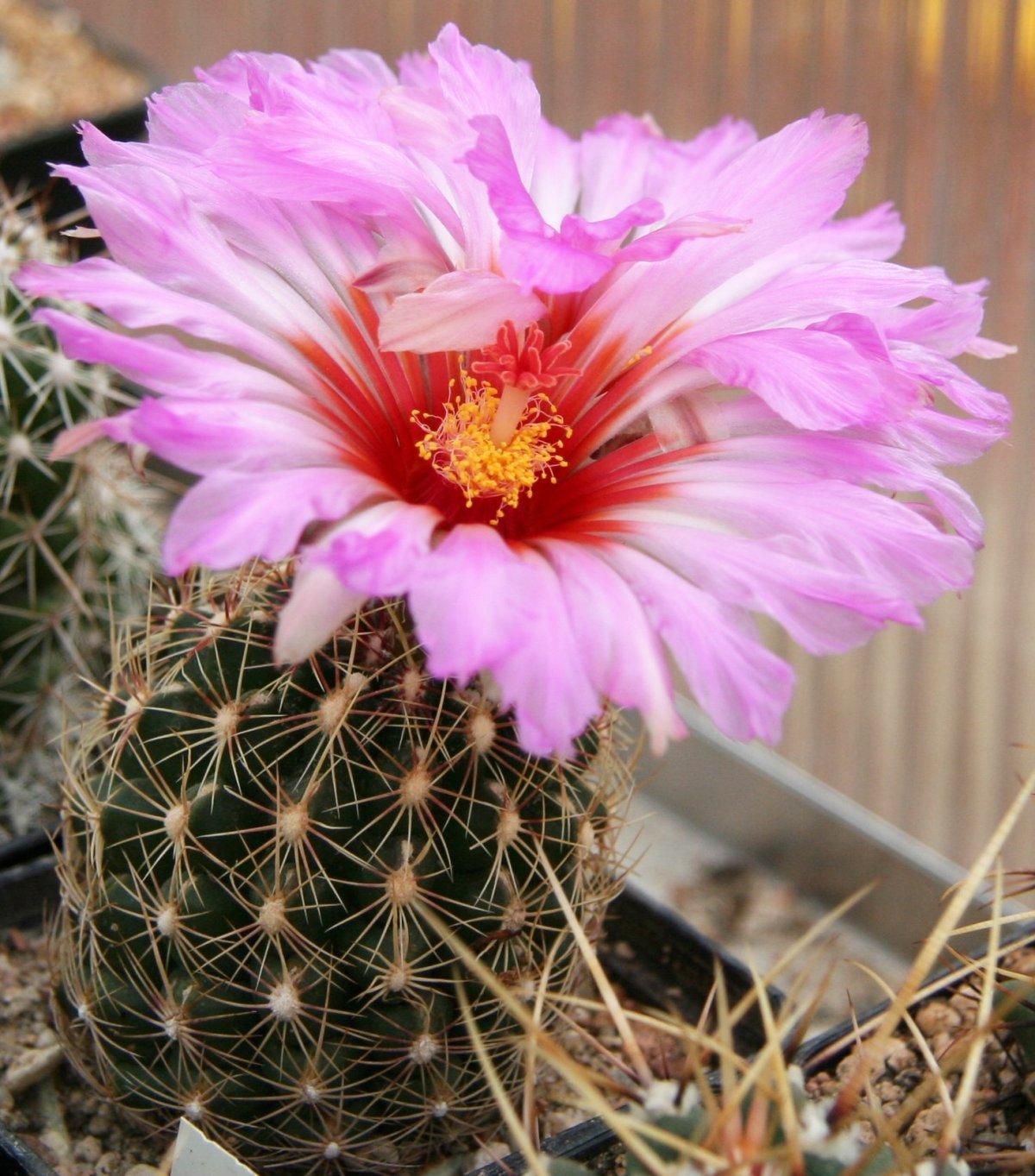 Thelocactus bicolor
