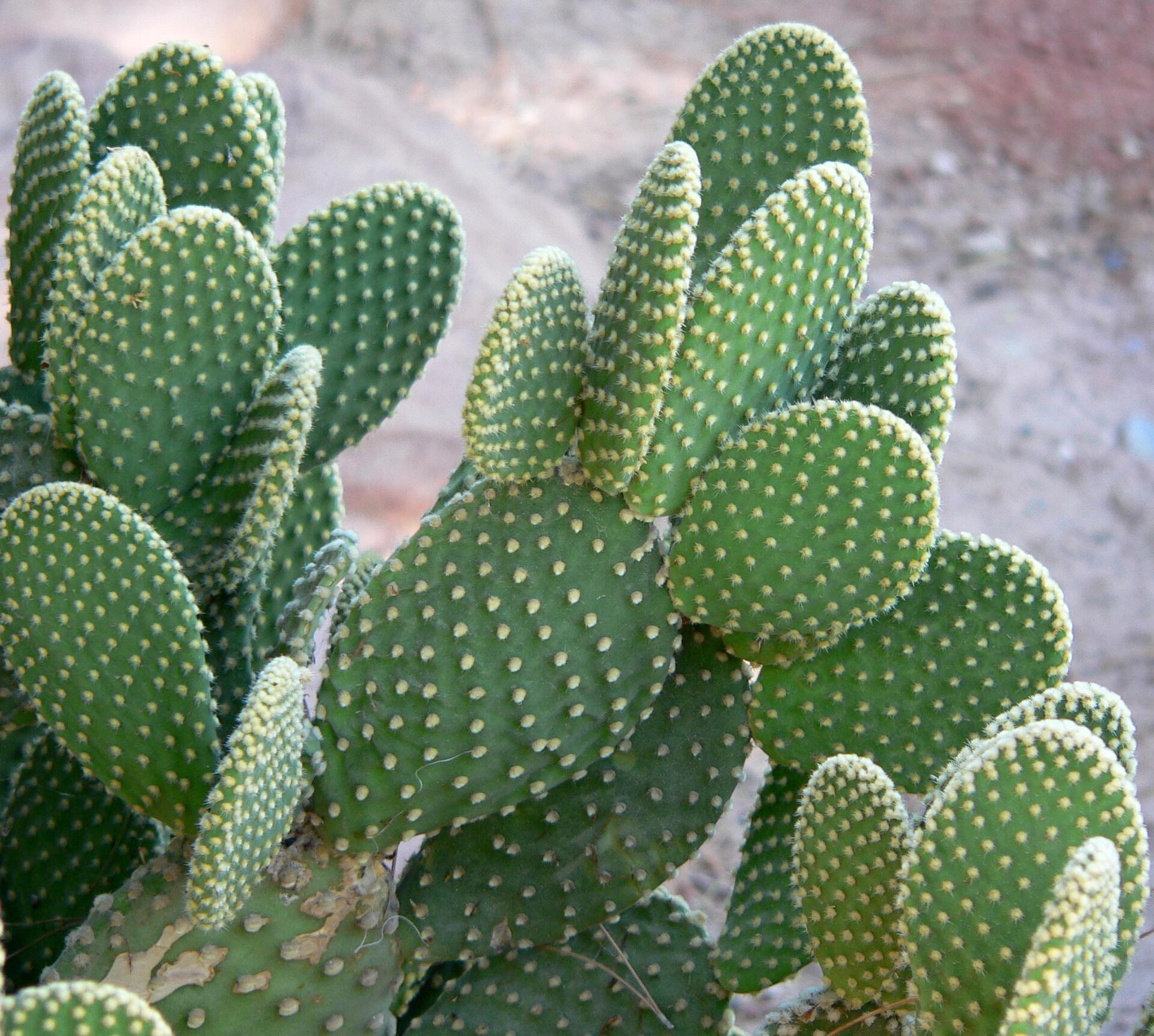 Opuntia microdasys