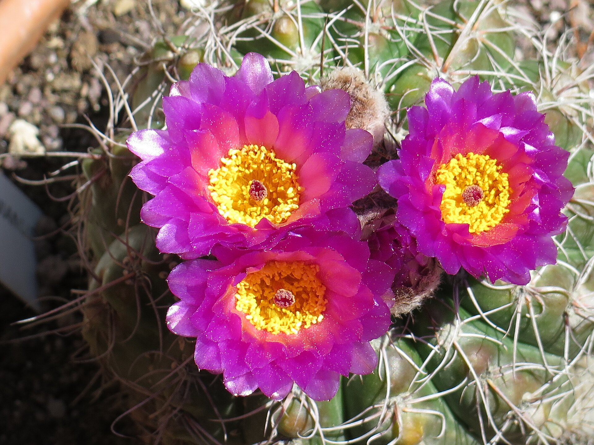 Notocactus uebelmannianus