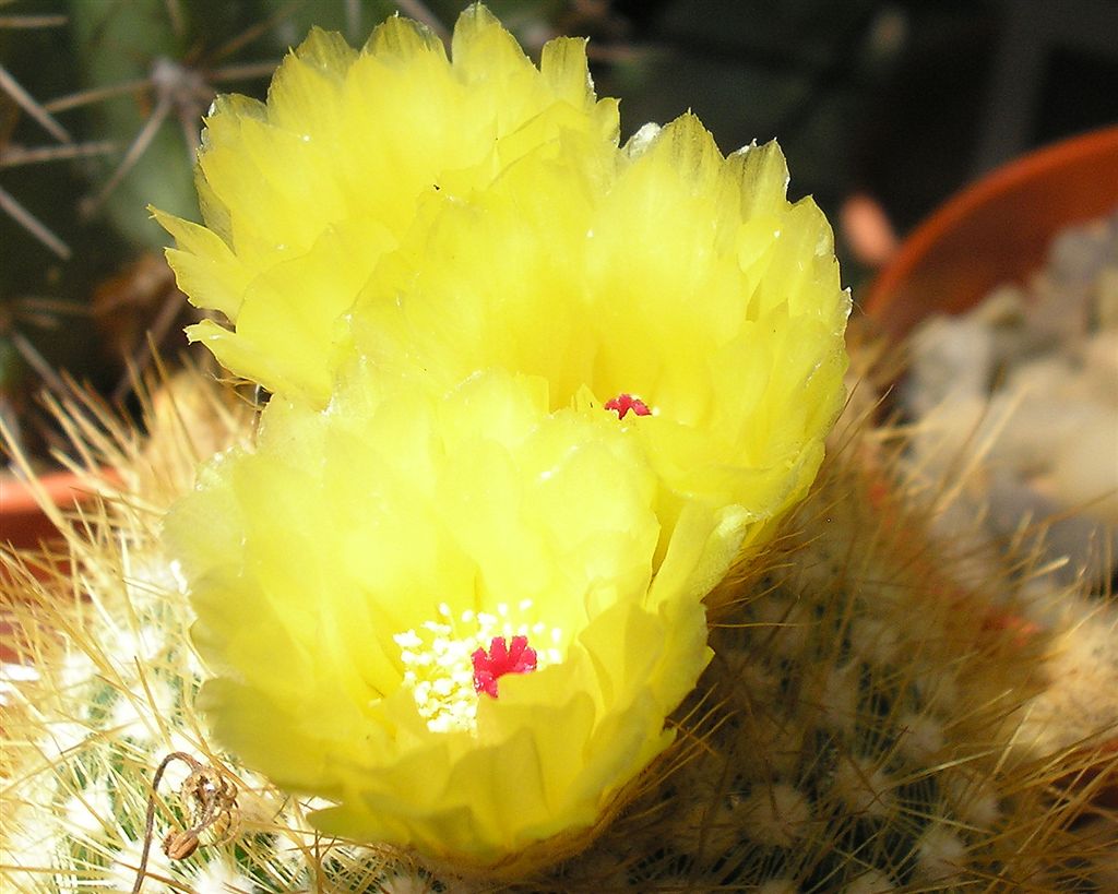 Notocactus scopa
