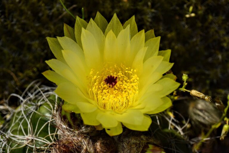 Notocactus ottonis