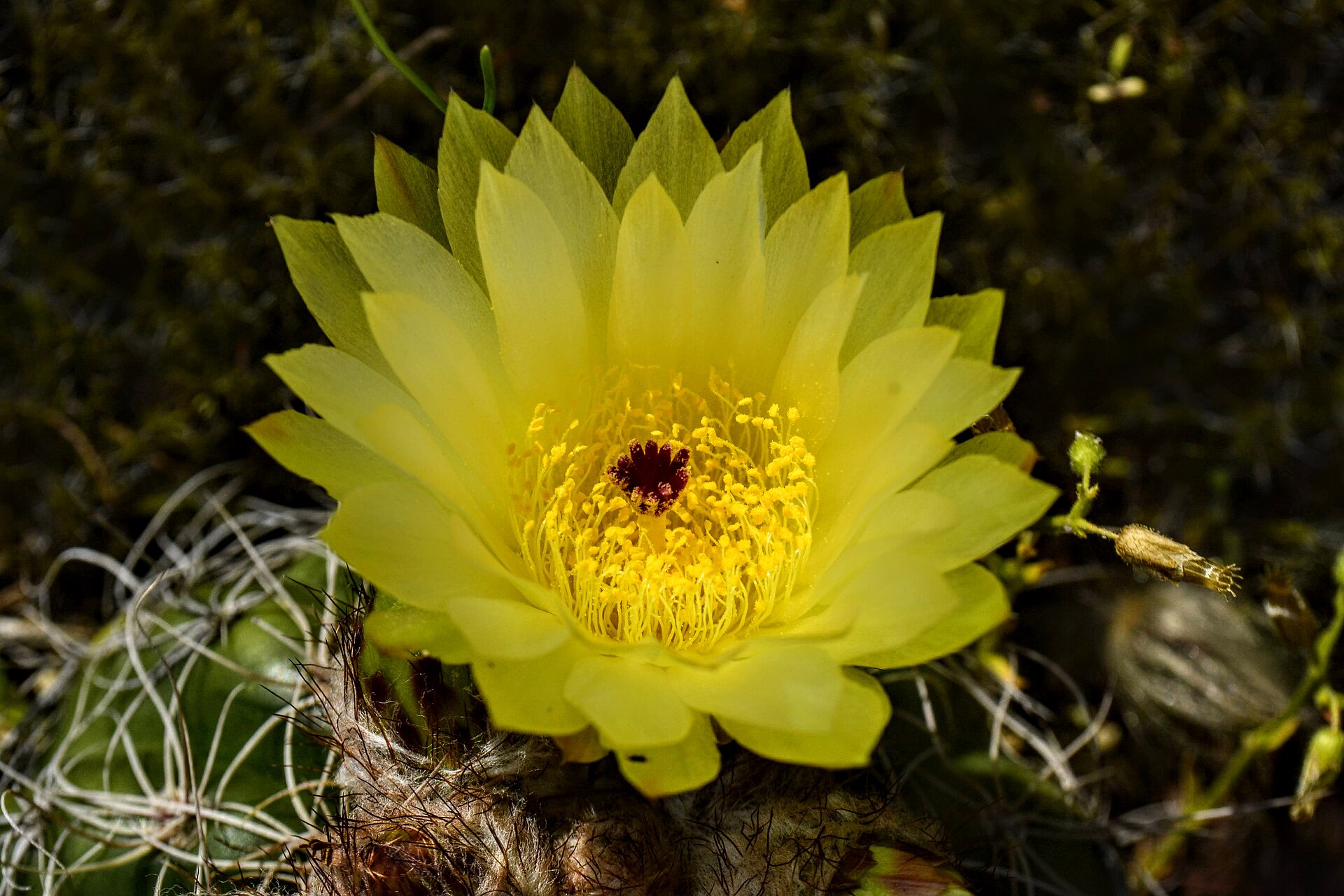 Notocactus ottonis