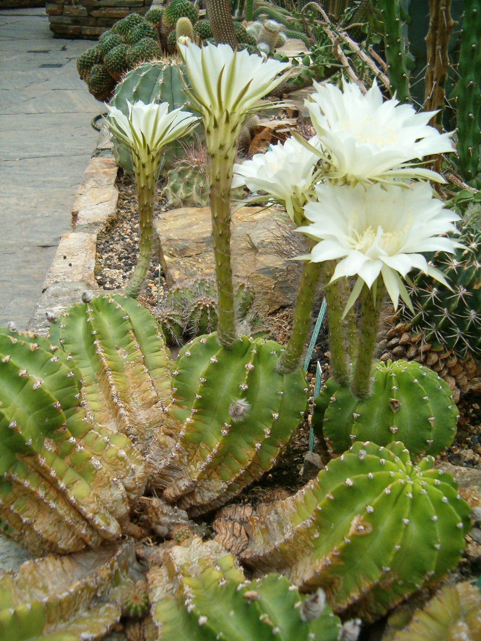 Echinopsis eyriesii