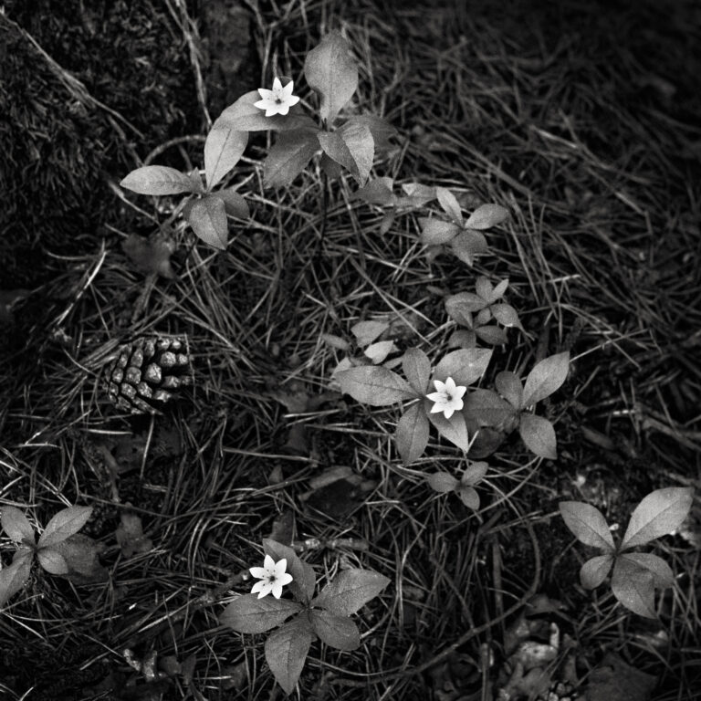 Sedmikvítek evropský