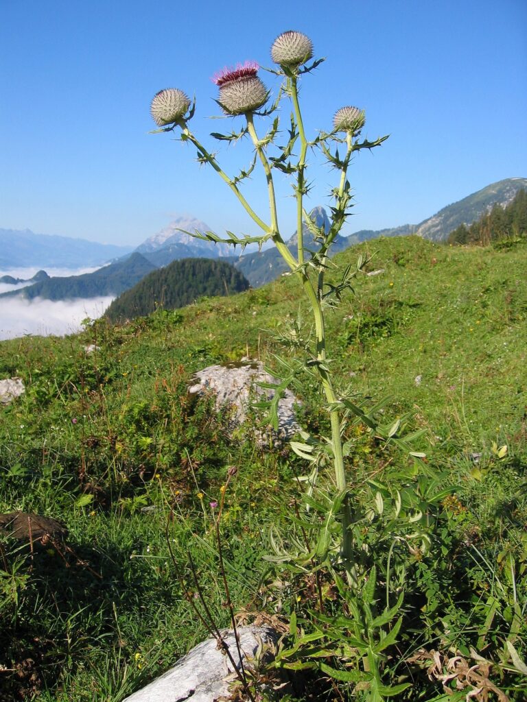 Pcháč bělohlavý Pcháč bělohlavý (Cirsium eriophorum)