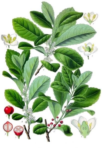 Cesmína paraguayská