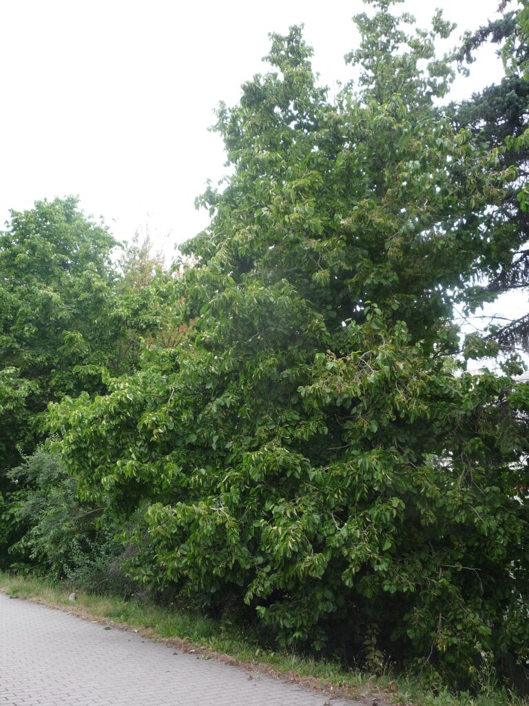 Líska turecká Líska turecká (Corylus colurna)