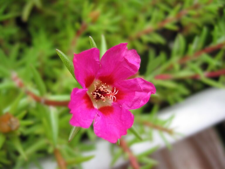 Šrucha velkovětá Šrucha velkovětá (Portulaca grandiflora)