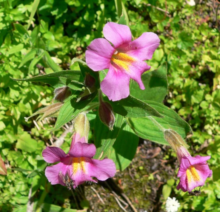 Kejklířka (Mimulus)