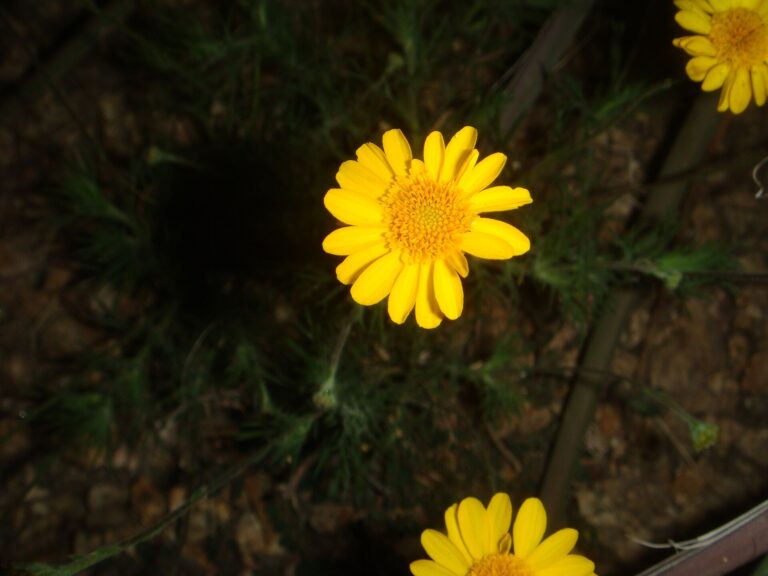 Maruška štíhlá (Thymophylla tenuiloba)