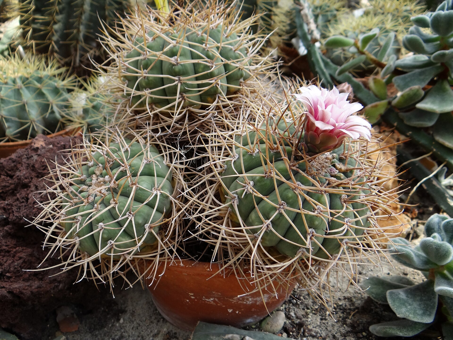 Gymnocalycium cardenasianum