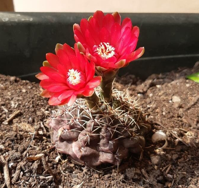 Gymnocalycium baldianum