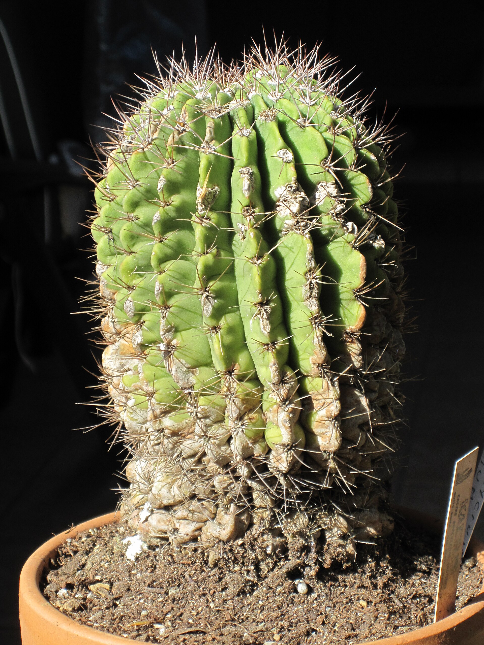 Acanthocalycium violaceum