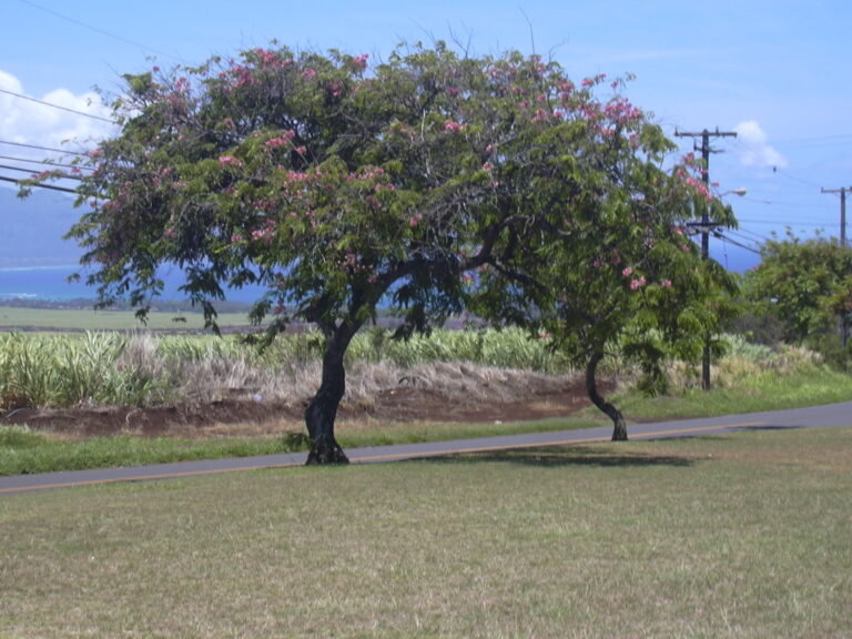 Kasie (Cassia)