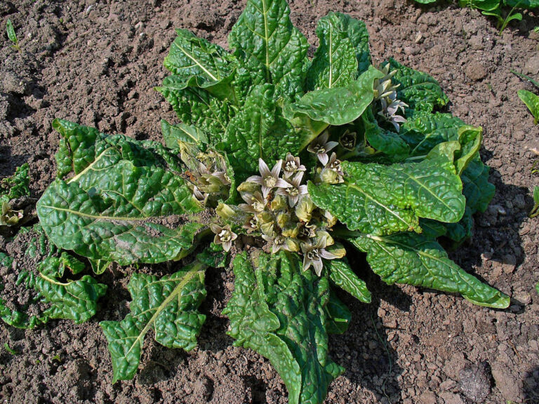 Mandragora lékařská
