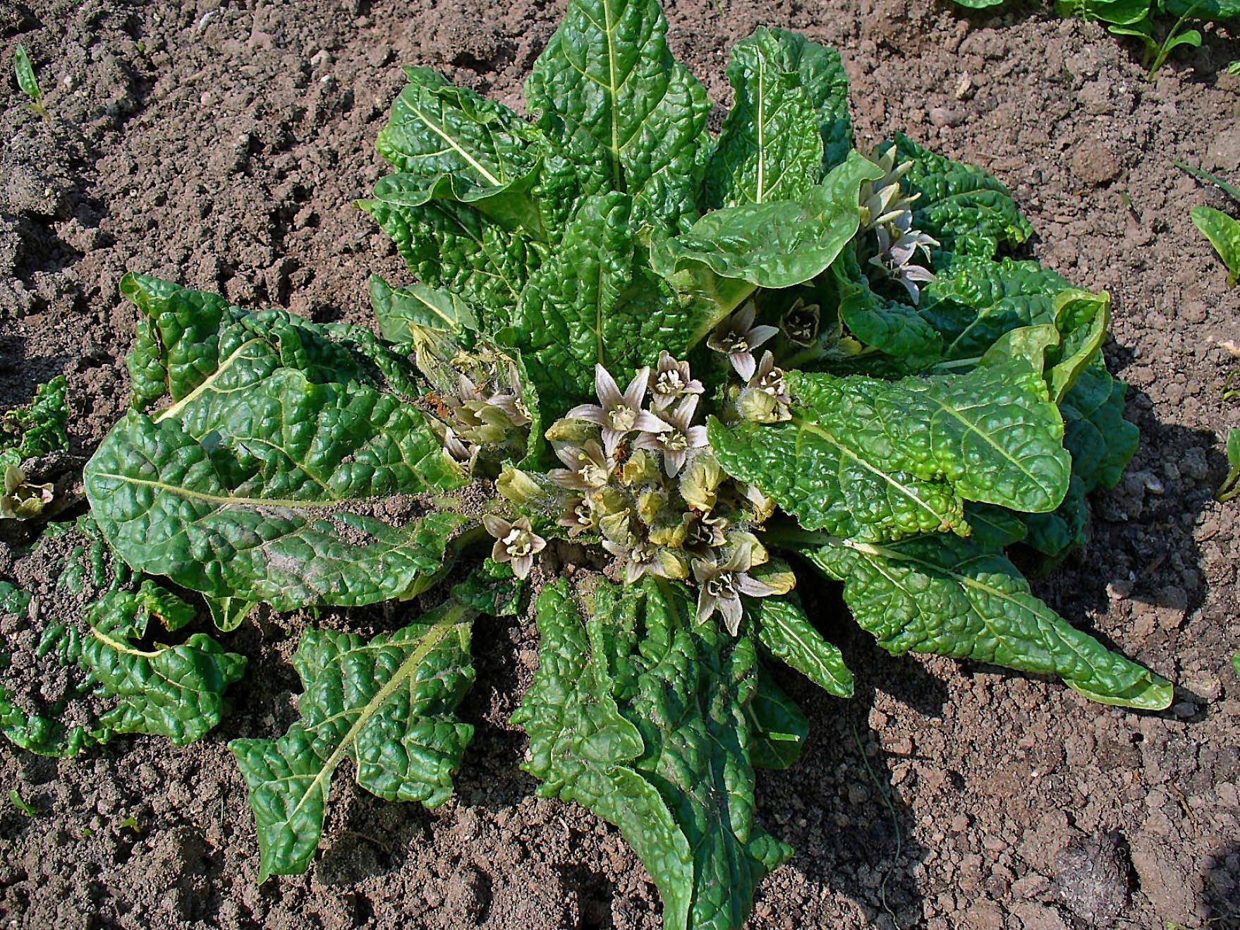 Mandragora lékařská