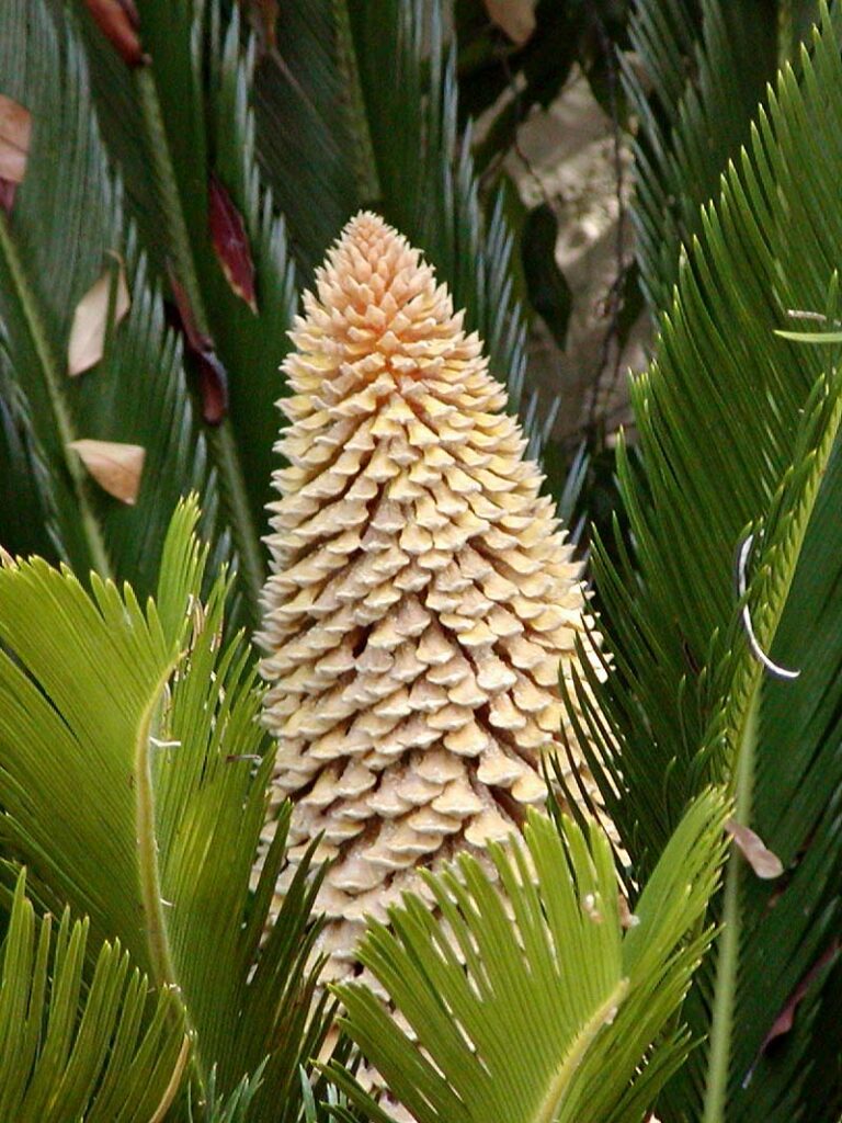 Cykas japonský Cykas japonský (Cycas revoluta)