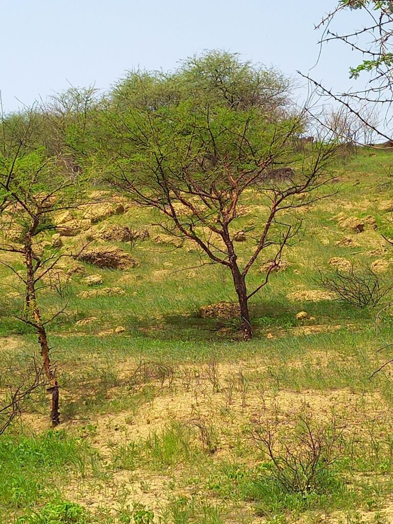 Akácie senegalská (Acacia senegal)